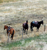 We ride our bloodlines, break our own colts, and do all aspects of our ranch work on horseback.