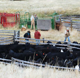 Treasure State Quarter Horses. Chinook, Montana. Sorting cattle in the pens.