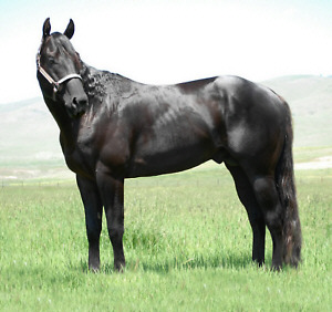 Perks Status Symbol - Quarter Horse stallion by Dash for Perks.