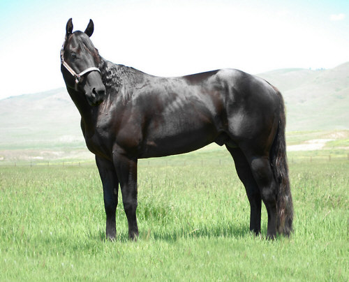 Perks Status Symbol, son of Leading Sire, DASH FOR PERKS.