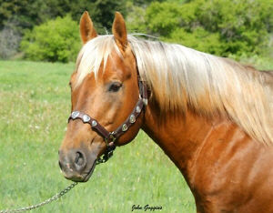 PC Mr Sun Peppy - palomino Quarter Horse stallion son of Sun Frost, making a name for himself as a barrel racer, and slso a performnace sire. His foals are competitive performers. His foals are offered annually at the Weaver Ranch Quarter Horse Production sale in Great Falls, Montana.